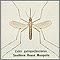 Mosquito, adult Mosquito, adult
