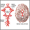 Circle of Willis
