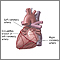 Posterior heart arteries