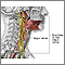 Role of the vagus nerve in epilepsy Role of the vagus nerve in epilepsy