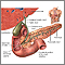 Gallbladder Gallbladder
