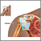Normal rotator cuff