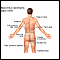 Anatomical landmarks adult – back Anatomical landmarks adult – back