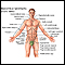 Anatomical landmarks adult - front Anatomical landmarks adult - front