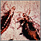 Lice, body with stool (Pediculus humanus) Lice, body with stool (Pediculus humanus)