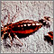 Body louse, female and larvae Body louse, female and larvae