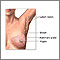 Mastectomy - series - Normal anatomy