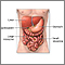 Digestive system organs Digestive system organs