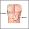 Esophagus and stomach anatomy Esophagus and stomach anatomy