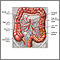 Blood supply of the large intestine Blood supply of the large intestine