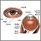 External and internal eye anatomy External and internal eye anatomy