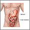 Stomach and small intestine Stomach and small intestine