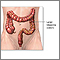 Large intestine anatomy Large intestine anatomy