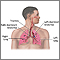 Respiratory system Respiratory system