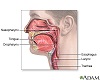 Oropharynx Oropharynx