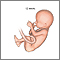 Fetus at 12 weeks