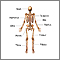 Skeleton (posterior view)