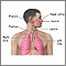 Respiratory system overview Respiratory system overview