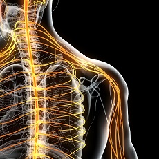 Charcot-Marie-Tooth Disease