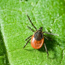 Lyme Disease