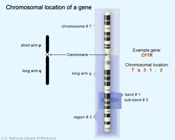 The CFTR gene is located on the long (q) arm of chromosome 7 at position 31.2.