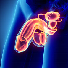 Penis Disorders