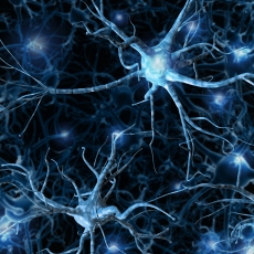 Spinal Muscular Atrophy