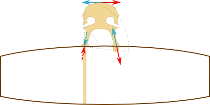 Action of a sound post, with "lever-bridge"