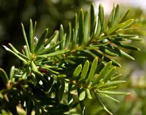 Yew needles - do not eat.