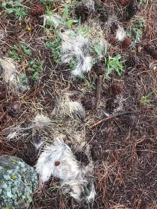Porcupine quills and hair