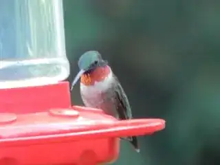Pretty hummingbird!
