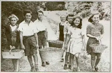 Wartime Rose Hip Collecting in Britain