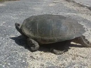 From side while walking