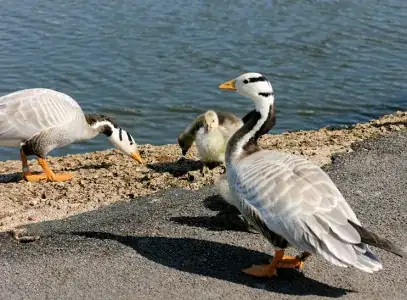 Group of Bar-headed geese