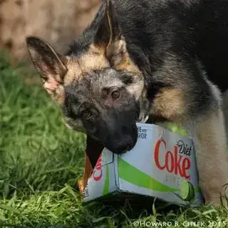 Nom nom nom Nom nom nom