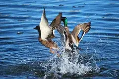 Puddle ducks - vertical takeoff