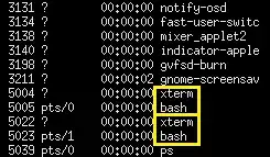 ps listing with 2 xterm and bash processes