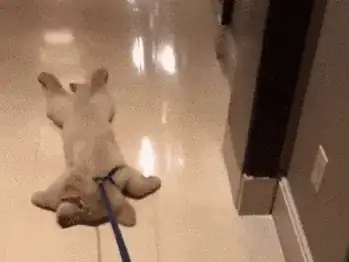 dog with paws splayed out pulled along with a leash