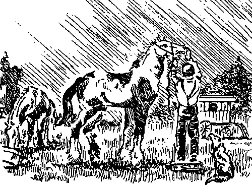 the horse has gypsy in its teeth