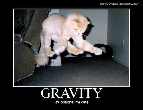 demotivational image about cats