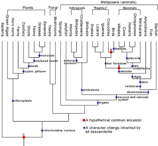 Phyolgenetic Tree