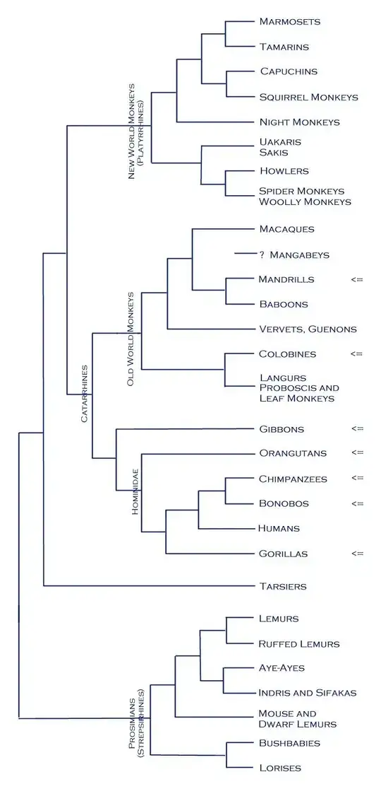 Primate Phylogeny
