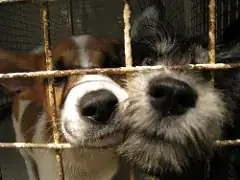 Two cute dogs in a cage