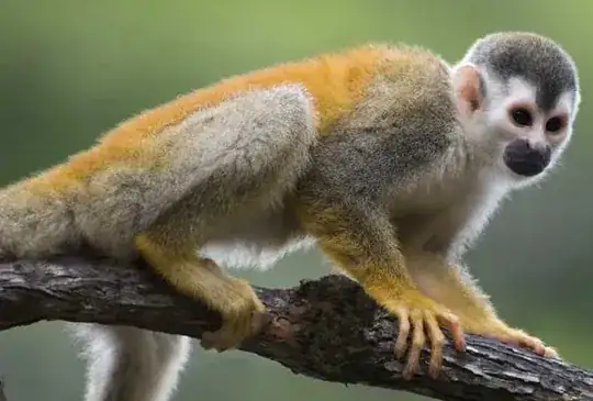 Saimiri sciureus - Mono ardilla común