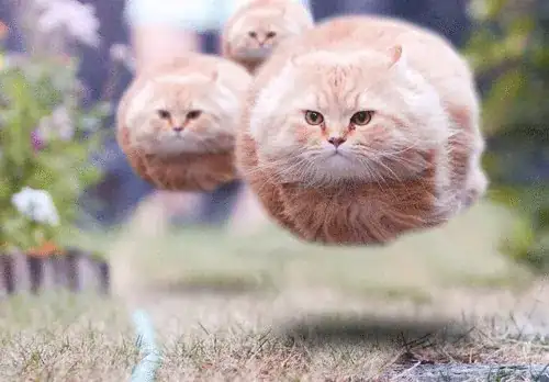 Hovercats hovering