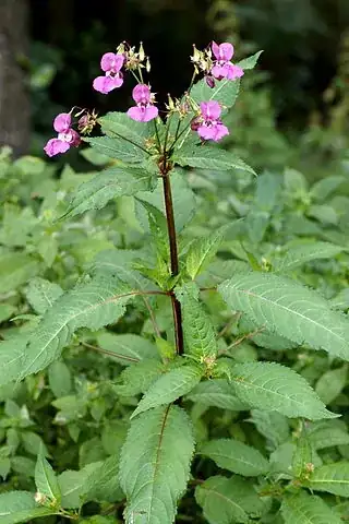 impatiens glandulifera