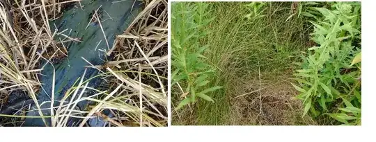 close-up of black plastic, left, and view of field growth, right.