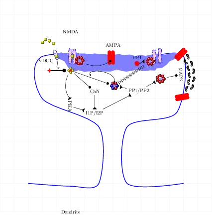 CaMKII/PP1 pathway - Cell signalling