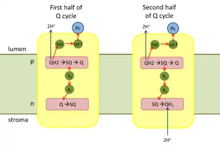 Q cycle of Cytochrome b6f complex (plastoquinol—plastocyanin reductase)