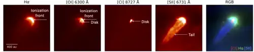 Components of proplyd 177-341W in the Orion Nebula observed with VLT MUSE, showing an ionization front, protoplanetary disk, and tail
